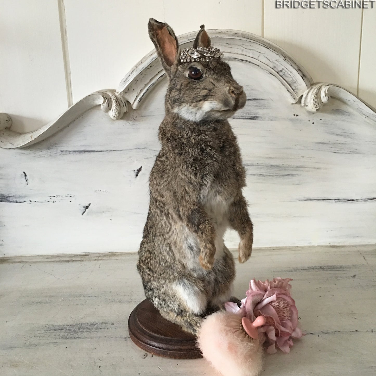 Taxidermy Rabbit