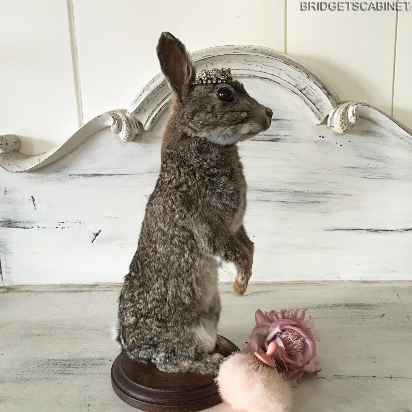 Taxidermy Rabbit