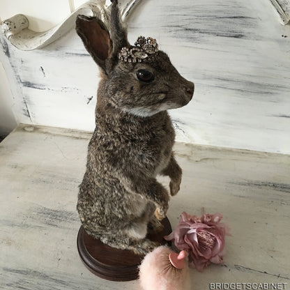 Taxidermy Rabbit