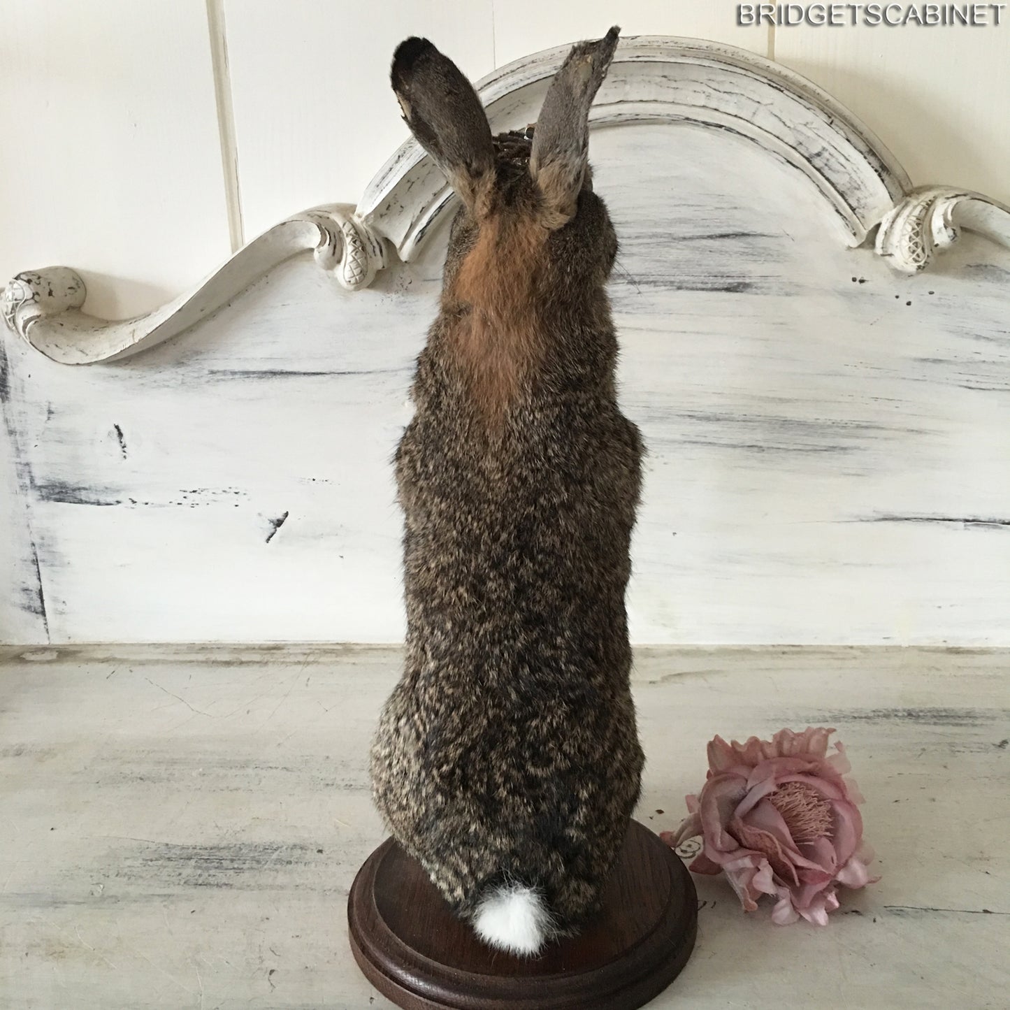 Taxidermy Rabbit