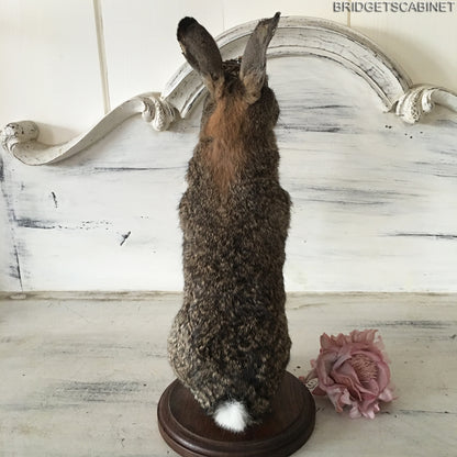 Taxidermy Rabbit