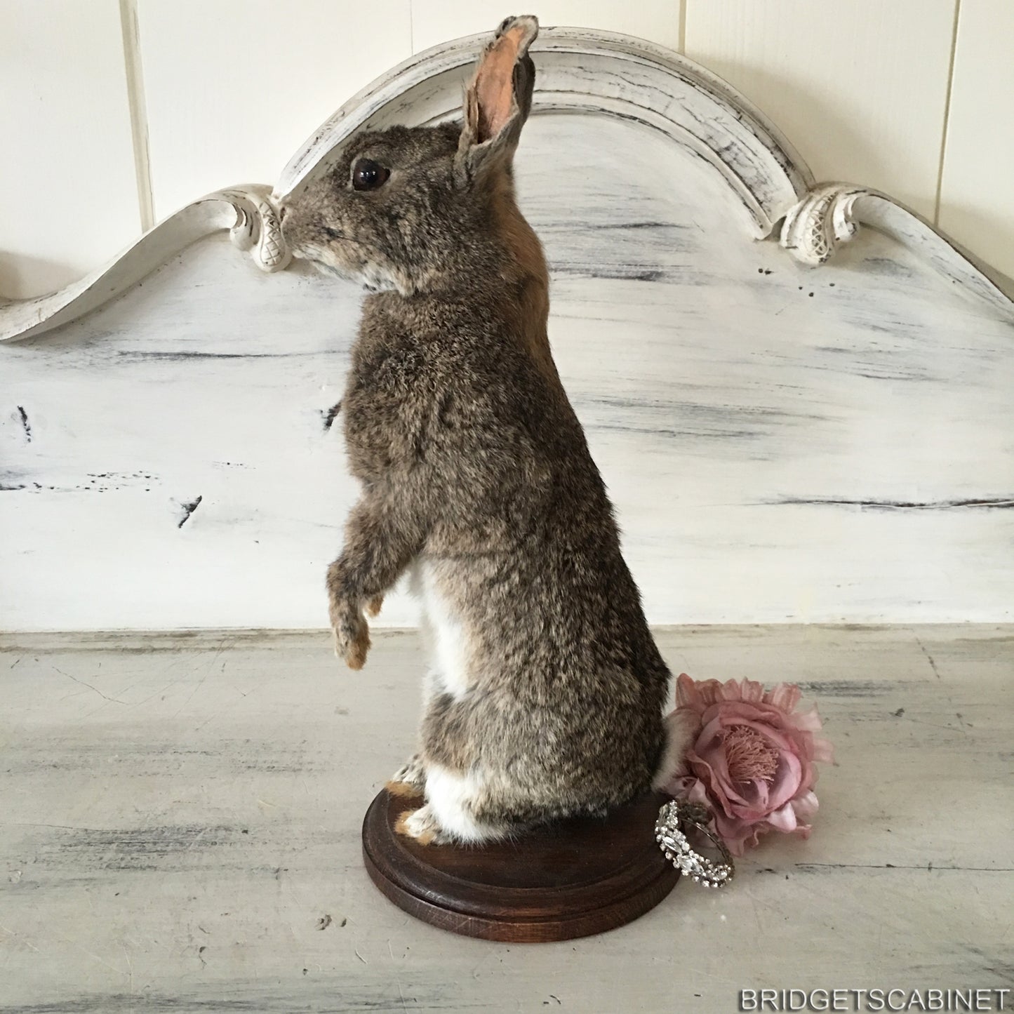 Taxidermy Rabbit
