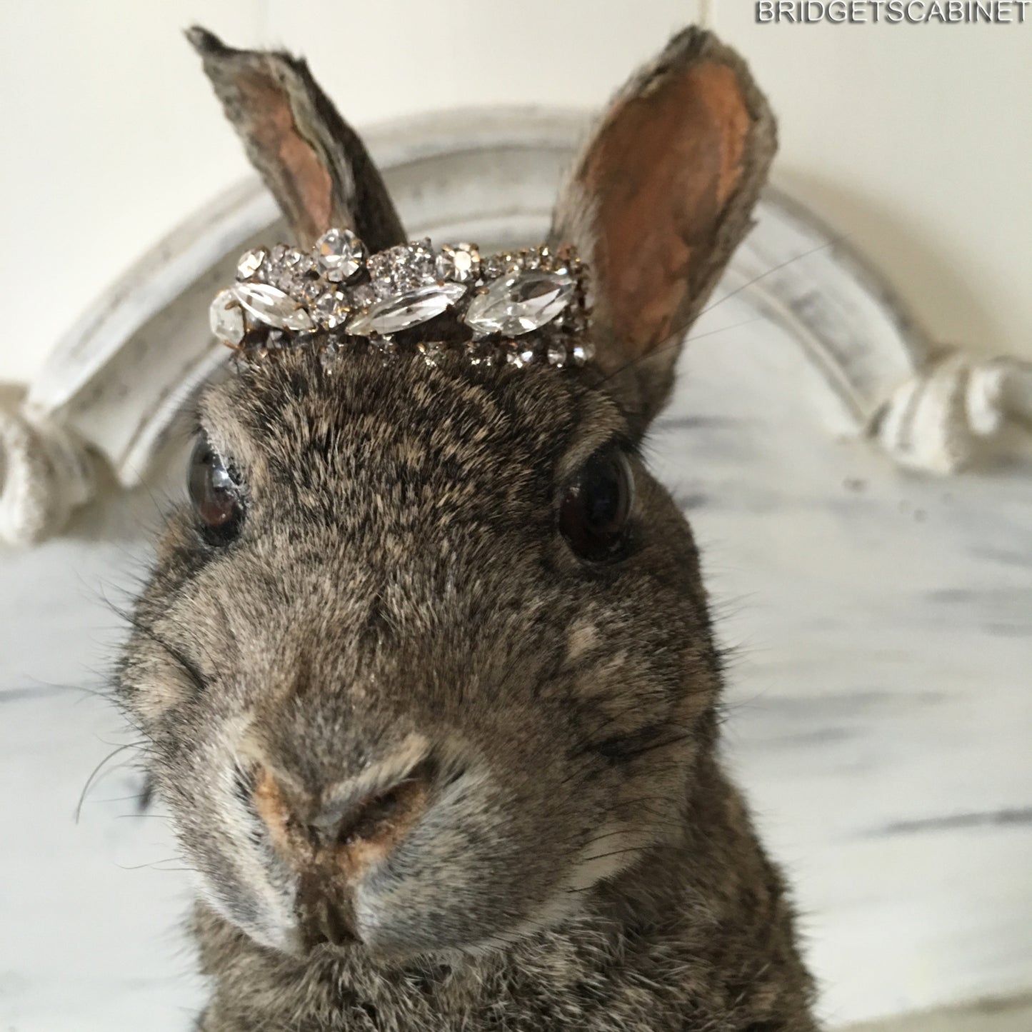 Taxidermy Rabbit