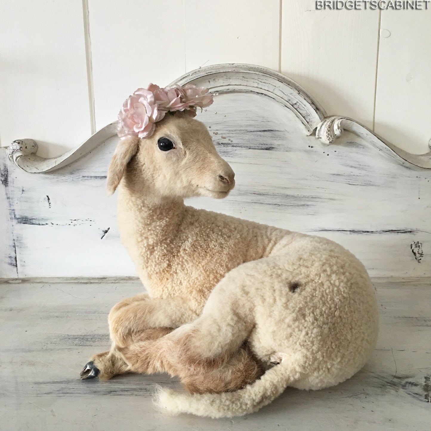French Taxidermy Lamb