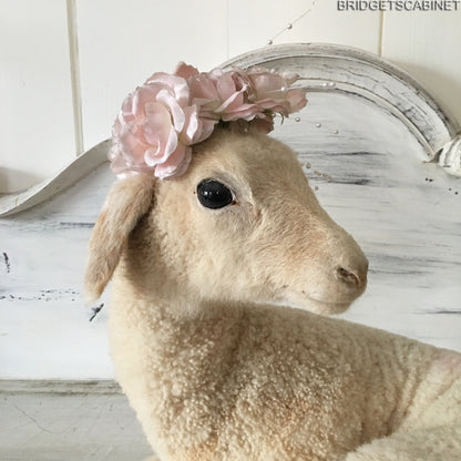 French Taxidermy Lamb