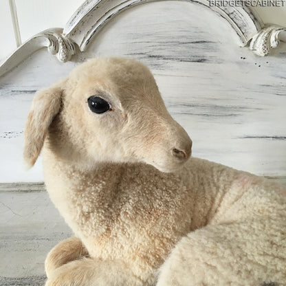 French Taxidermy Lamb