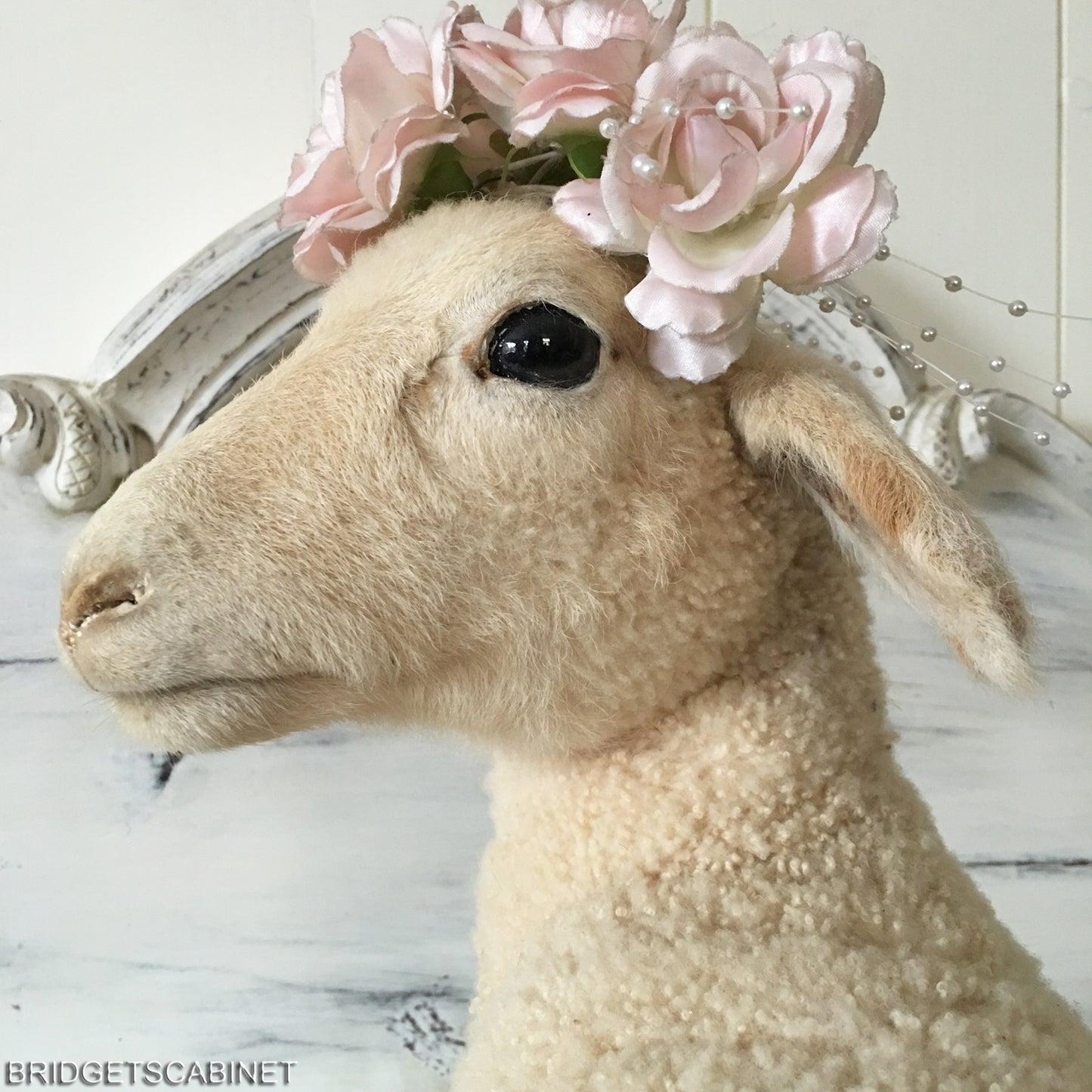 French Taxidermy Lamb