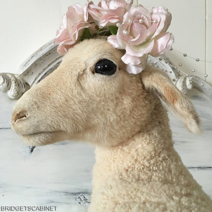 French Taxidermy Lamb