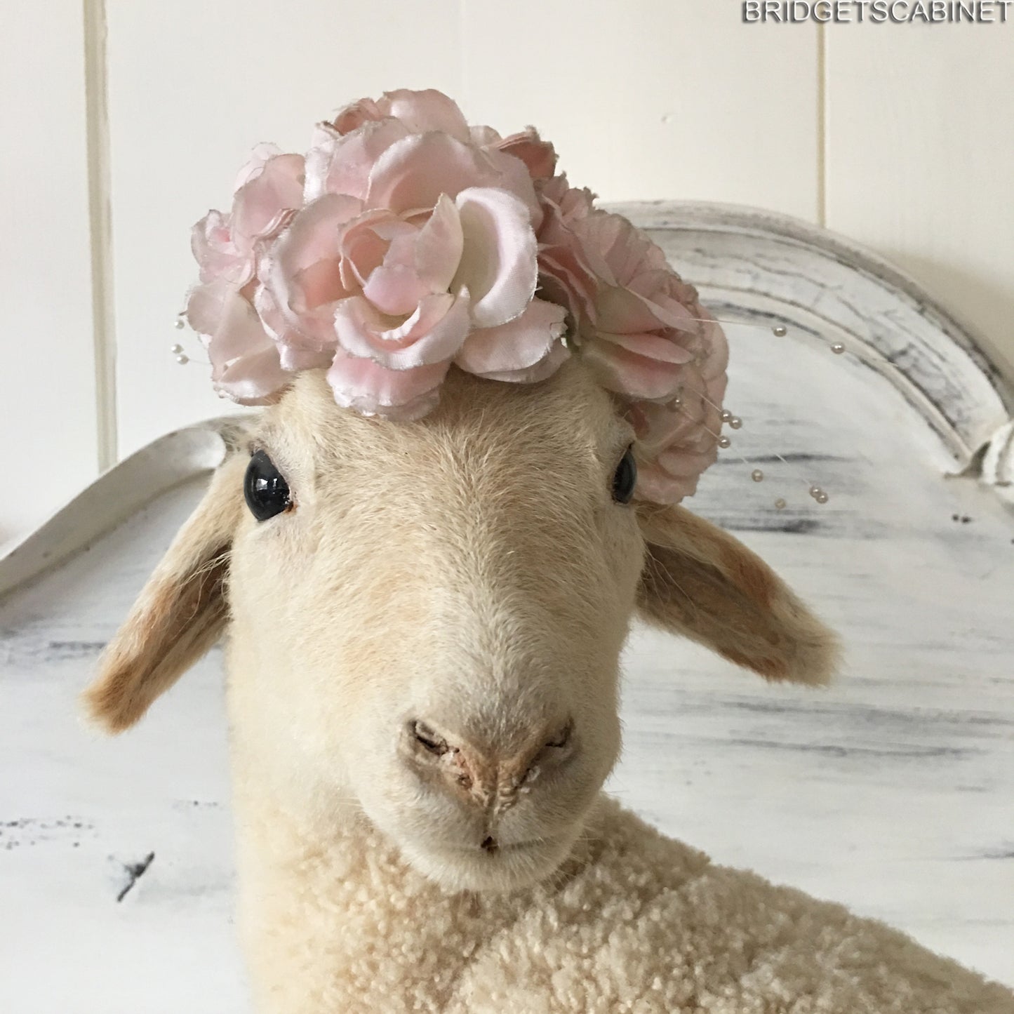 French Taxidermy Lamb
