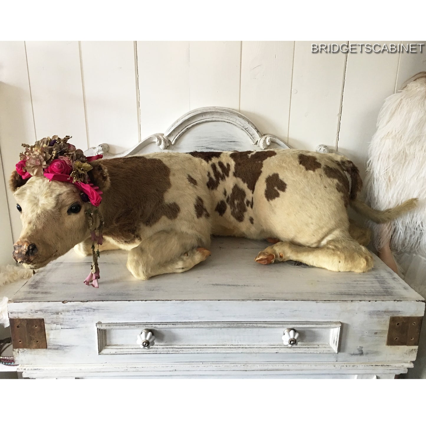 1930s Taxidermy Butcher Window Calf Display