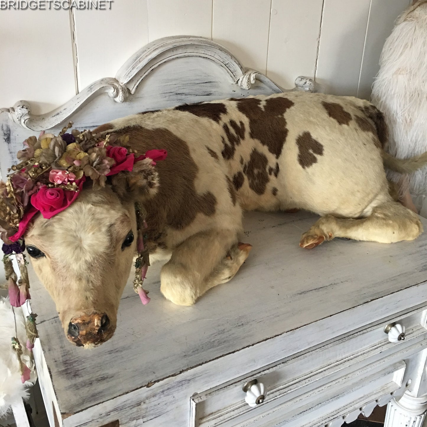 1930s Taxidermy Butcher Window Calf Display
