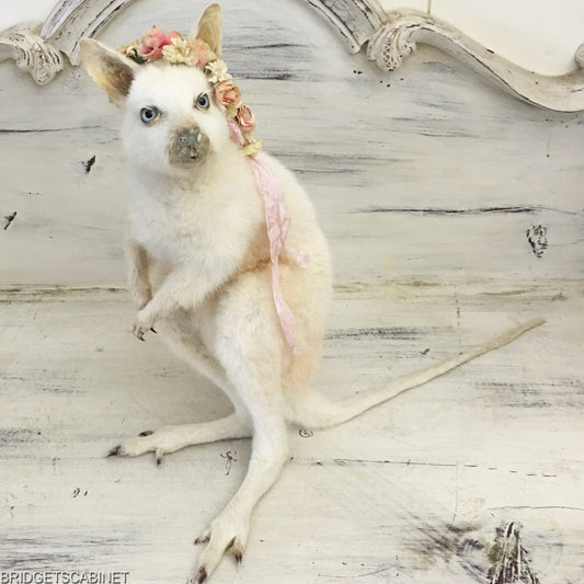 Taxidermy White Wallaby