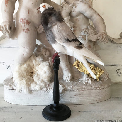 Old French Taxidermy Dove Pigeon