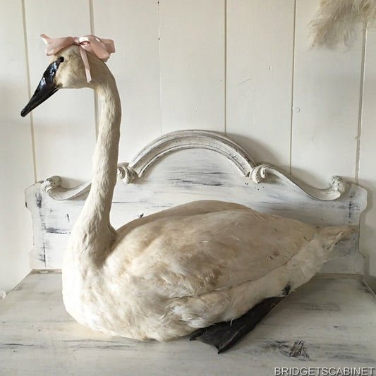 1930s Taxidermy White Swan