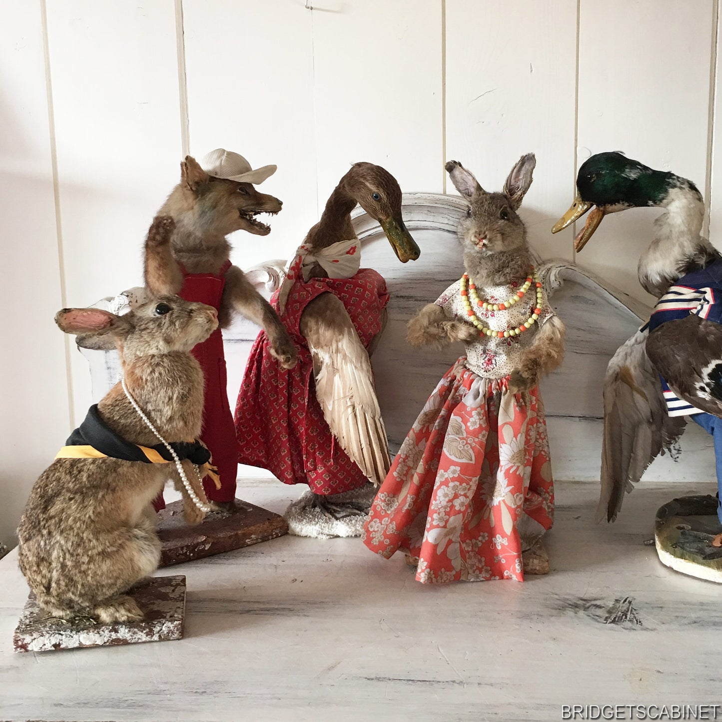 Scene of 5 1930s Taxidermy Animals