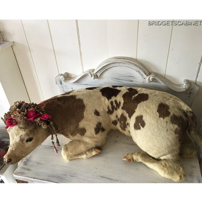 1930s Taxidermy Butcher Window Calf Display