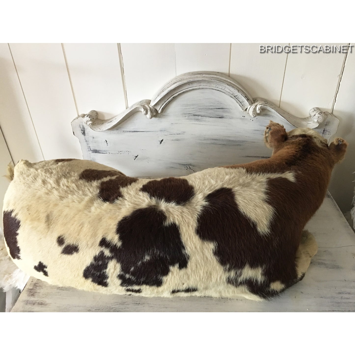 1930s Taxidermy Butcher Window Calf Display
