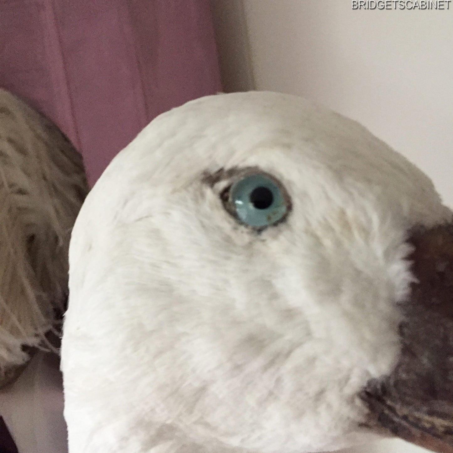 Vintage Taxidermy Goose