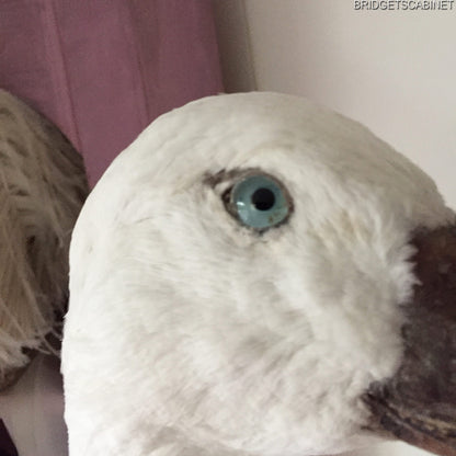 Vintage Taxidermy Goose