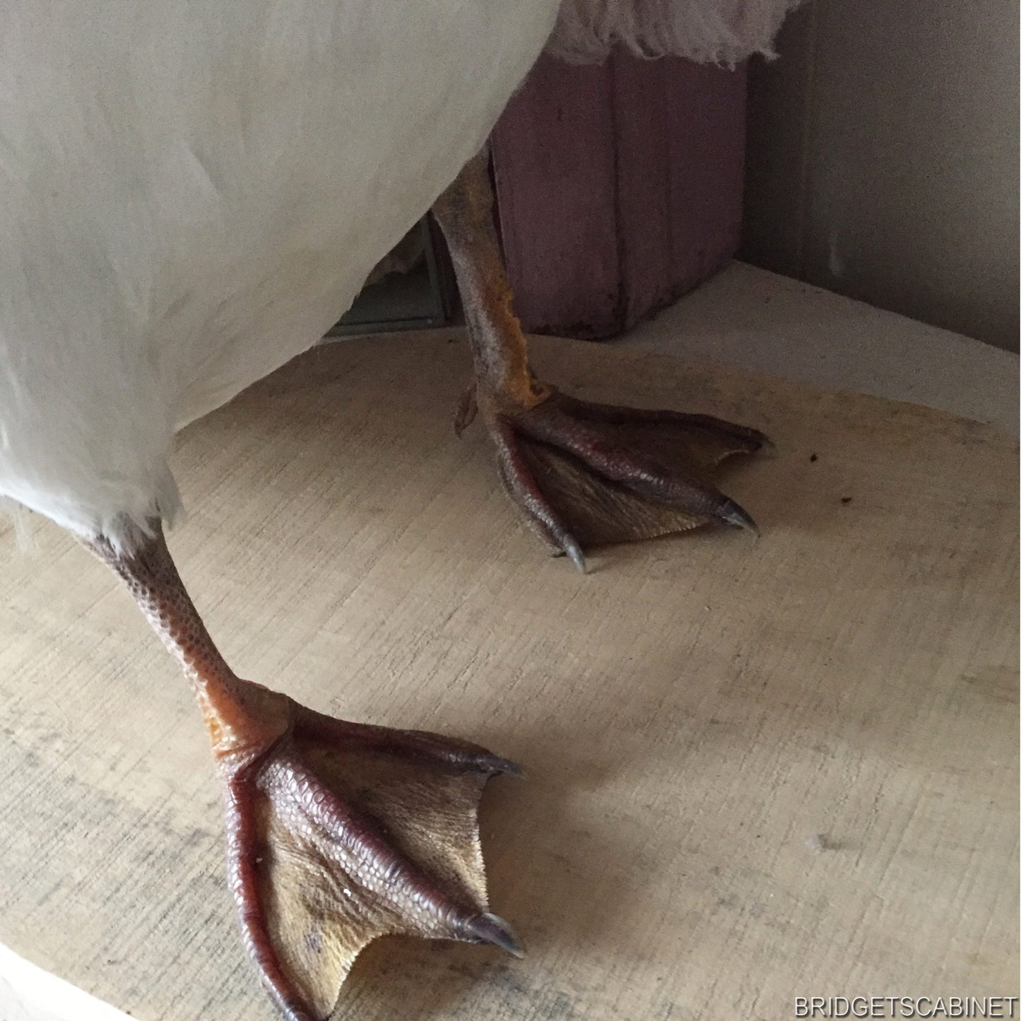 Vintage Taxidermy Goose