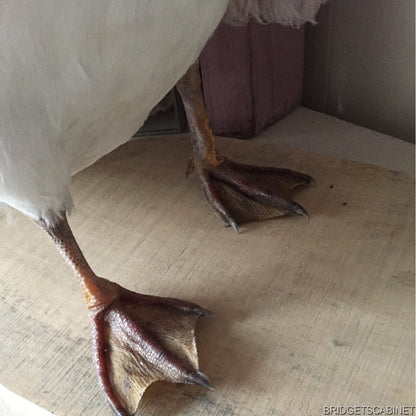 Vintage Taxidermy Goose