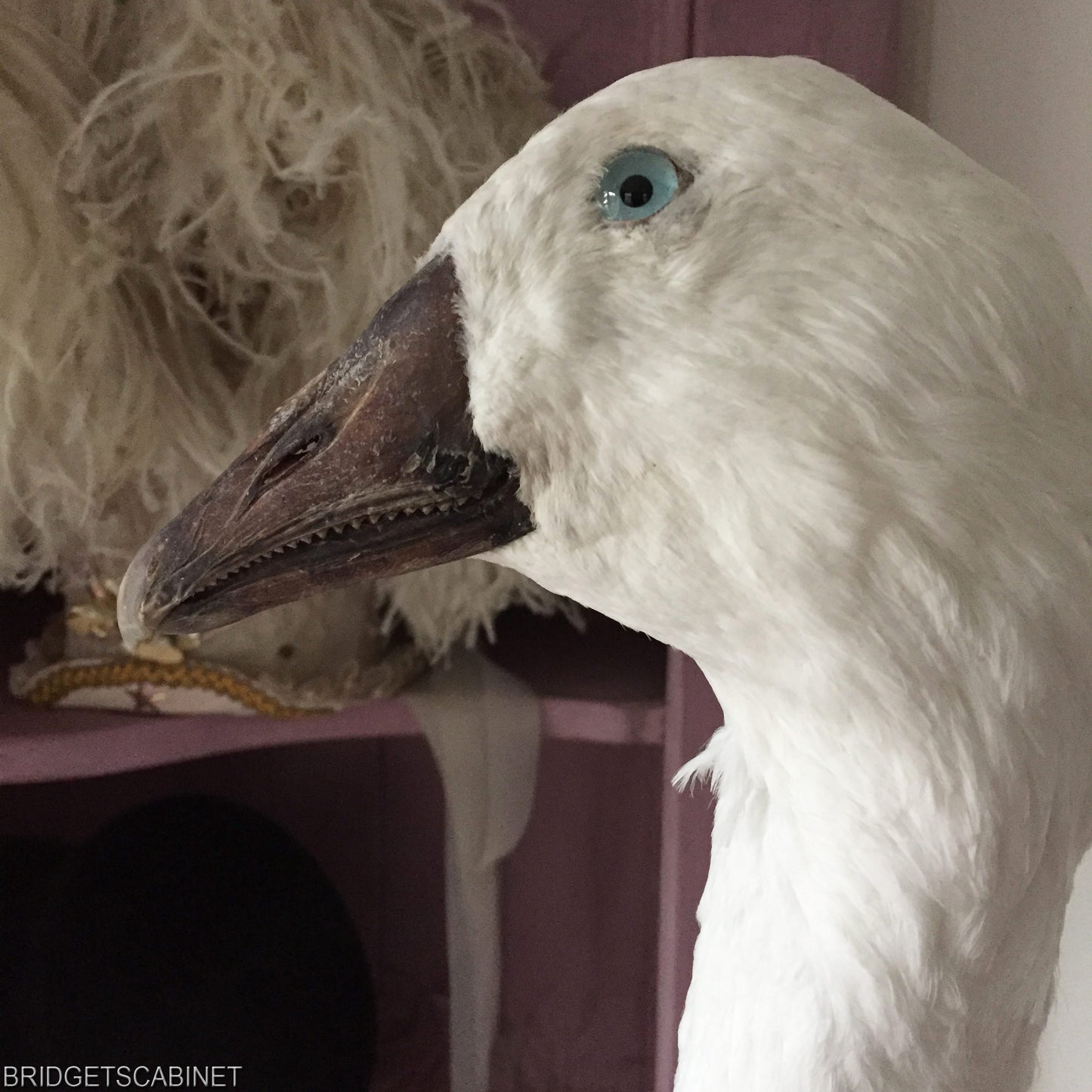 Vintage Taxidermy Goose