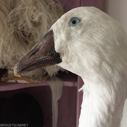 Vintage Taxidermy Goose