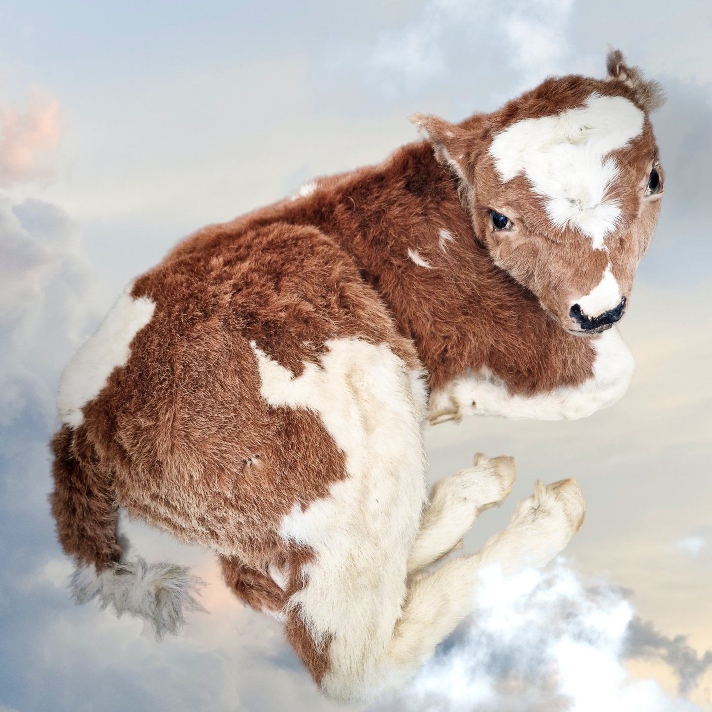 Antique Taxidermy Calf