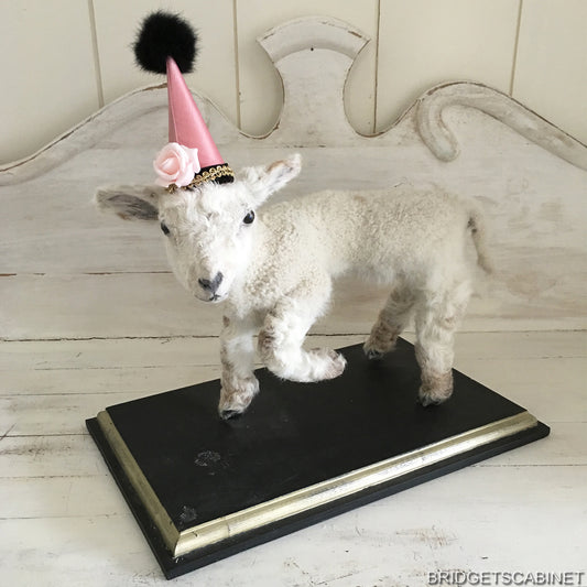 Taxidermy Mini Lamb