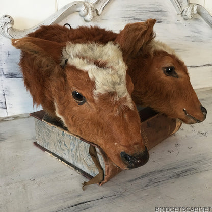1930s Rare 2-Headed Conjoined Taxidermy Calf