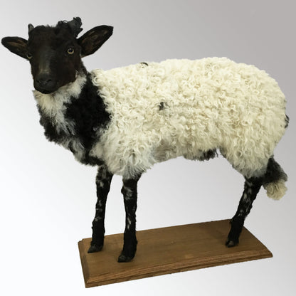 1930s French Taxidermy Sheep Mounted