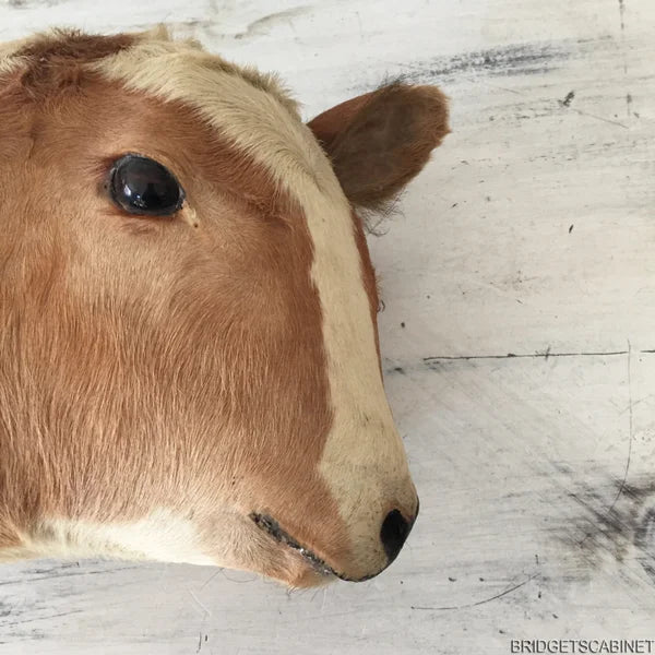 Antique 2-Headed Conjoined Taxidermy Calf