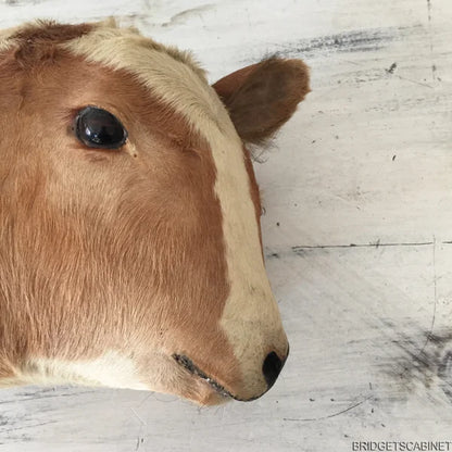 Antique 2-Headed Conjoined Taxidermy Calf