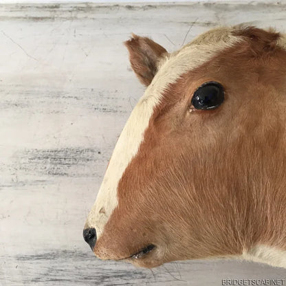 Antique 2-Headed Conjoined Taxidermy Calf