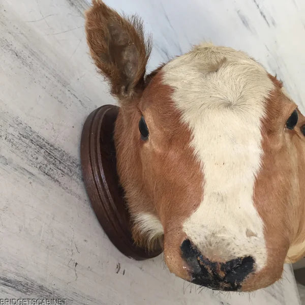 Antique 2-Headed Conjoined Taxidermy Calf