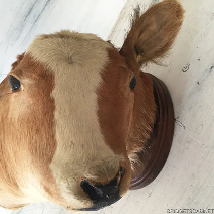 Antique 2-Headed Conjoined Taxidermy Calf