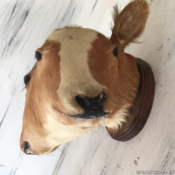 Antique 2-Headed Conjoined Taxidermy Calf