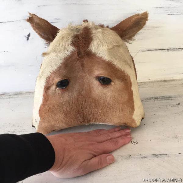 Antique 2-Headed Conjoined Taxidermy Calf