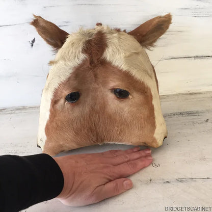 Antique 2-Headed Conjoined Taxidermy Calf