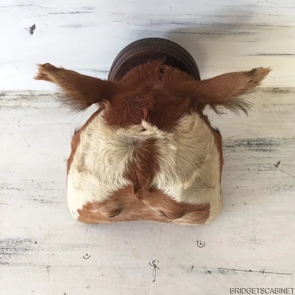 Antique 2-Headed Conjoined Taxidermy Calf