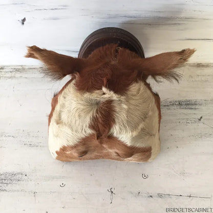 Antique 2-Headed Conjoined Taxidermy Calf