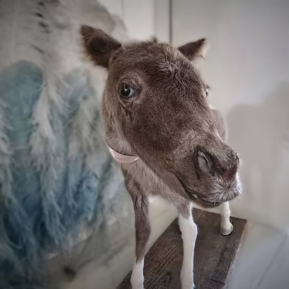 Antique Taxidermy Mounted Small Foal – A Unique Collector’s Piece