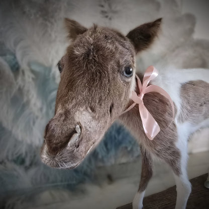 Antique Taxidermy Mounted Small Foal – A Unique Collector’s Piece