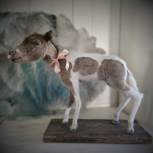Antique Taxidermy Mounted Small Foal – A Unique Collector’s Piece