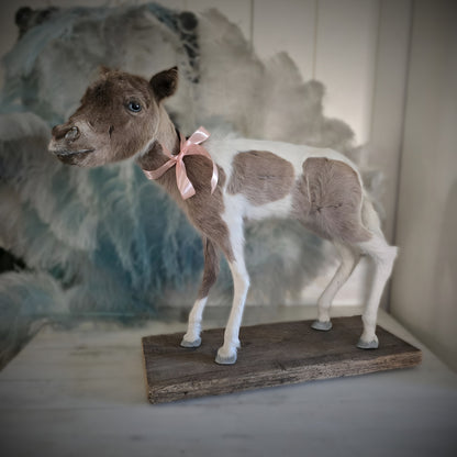 Antique Taxidermy Mounted Small Foal – A Unique Collector’s Piece