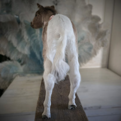 Antique Taxidermy Mounted Small Foal – A Unique Collector’s Piece