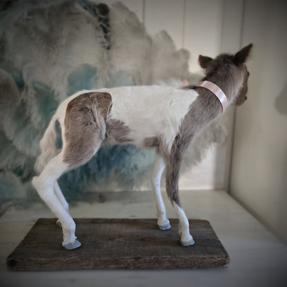 Antique Taxidermy Mounted Small Foal – A Unique Collector’s Piece