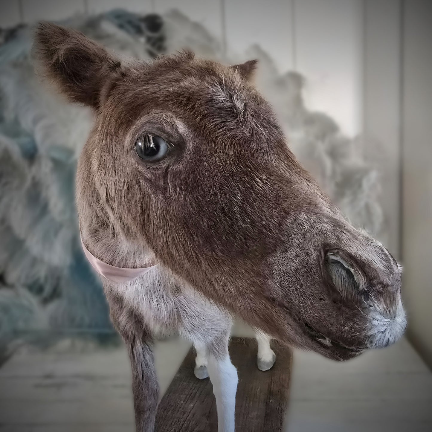 Antique Taxidermy Mounted Small Foal – A Unique Collector’s Piece