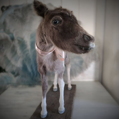 Antique Taxidermy Mounted Small Foal – A Unique Collector’s Piece
