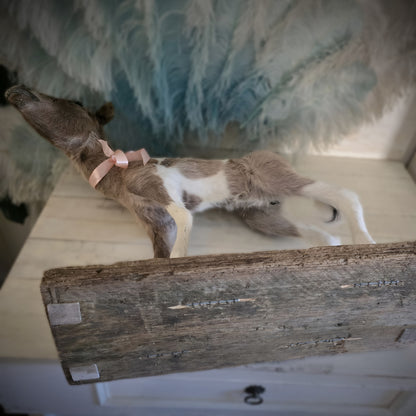 Antique Taxidermy Mounted Small Foal – A Unique Collector’s Piece